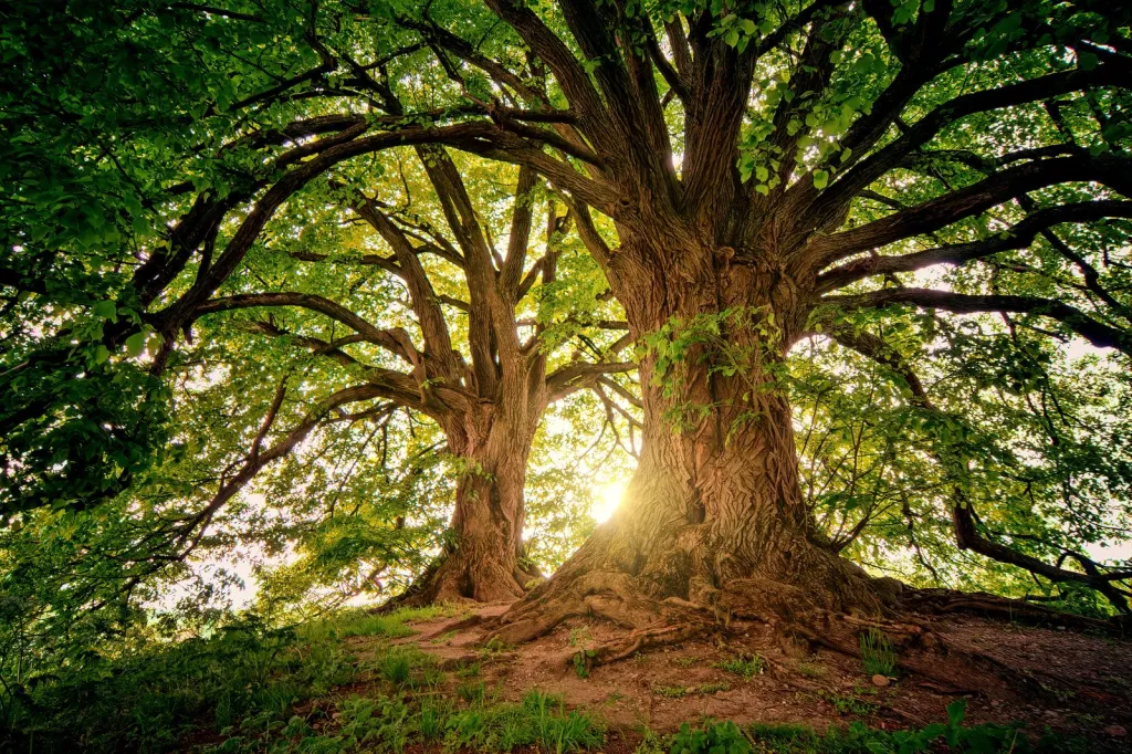 Large-Tree Care in Pittsburgh